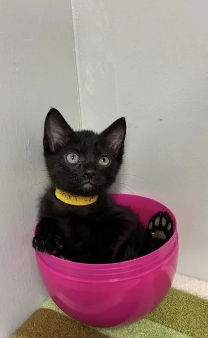 A baby medium-sized male Domestic Short Hair cat named Gearshift for adoption in Picayune, MS
