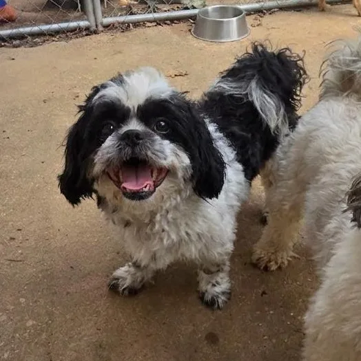 A young small-sized male White / Cream Shih Tzu dog named Junior for adoption in Athens, AL
