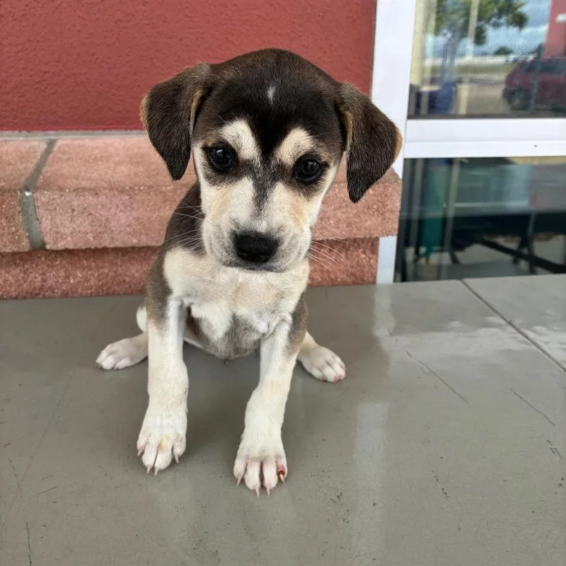A baby small-sized female Gray / Blue / Silver Shepherd dog named Bubbles for adoption in San Antonio, TX