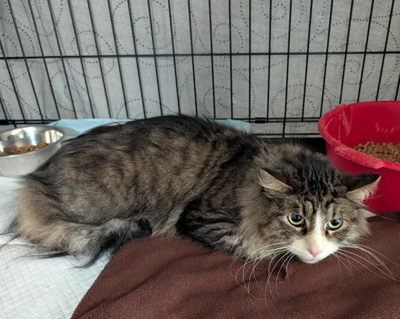 An adult medium-sized male Domestic Short Hair cat named Pumpkin for adoption in Havre, MT