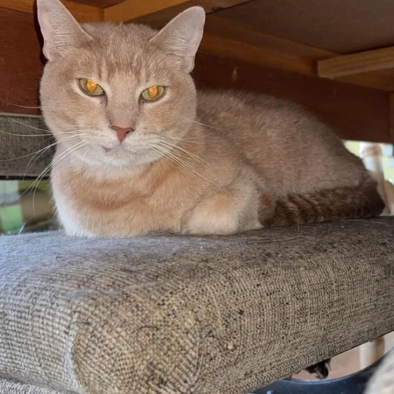 An adult large-sized male Orange / Red Domestic Short Hair cat named Bj for adoption in Madill, OK