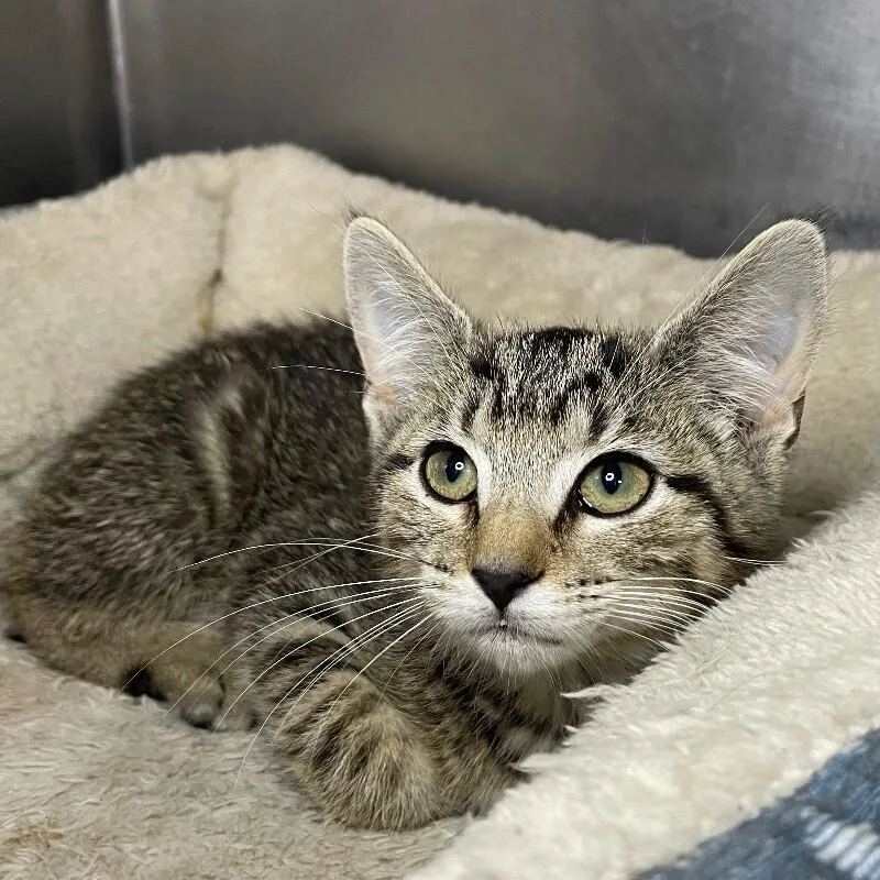 A baby medium-sized female Domestic Short Hair cat named Briar for adoption in Roanoke, VA