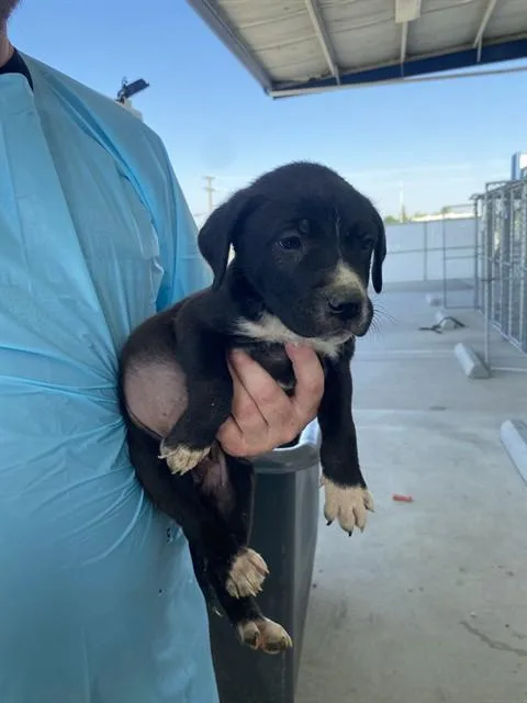 A baby small-sized male Black Shepherd dog named Dean Longtime Resident for adoption in Thousand Oaks, CA