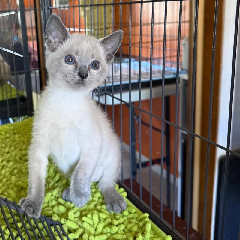 A baby small-sized female Lilac Point Siamese cat named Skullet for adoption in Kansas City, MO