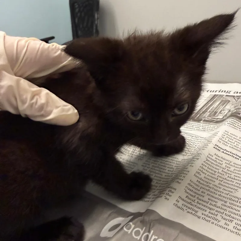 A baby small-sized female Black Domestic Short Hair cat named Jinx for adoption in Jacksonville, FL