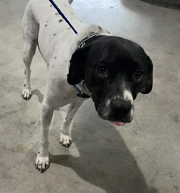 An adult medium-sized male Dalmatian dog named Goose for adoption in Miami, FL