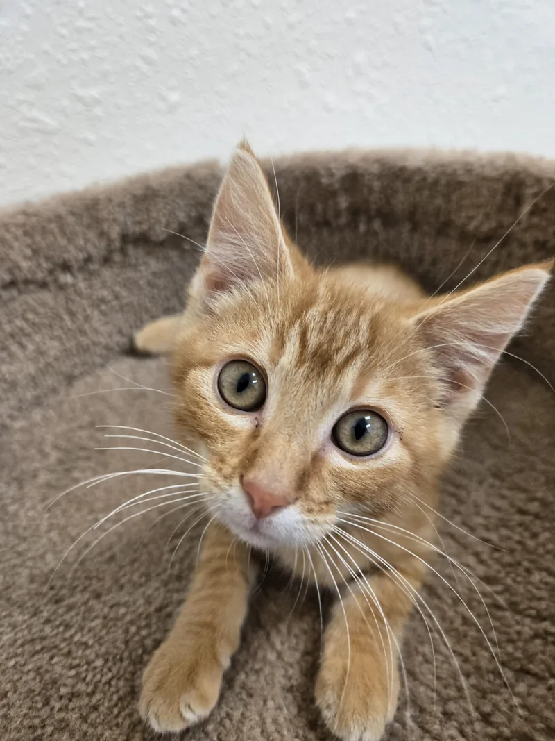 A baby medium-sized male Tabby (Orange / Red) Domestic Short Hair cat named Otto for adoption in Red Wing, MN