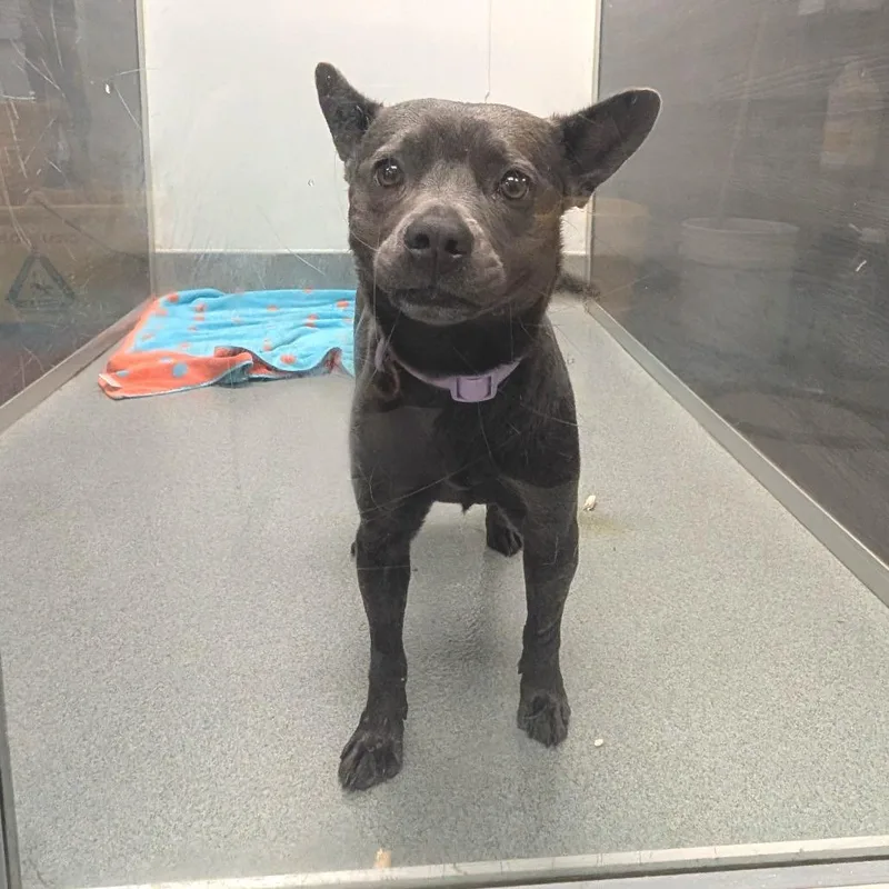 Gigi City Of Industry thumbnail 3