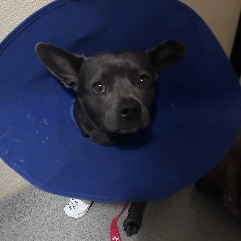 Gigi City Of Industry thumbnail 5