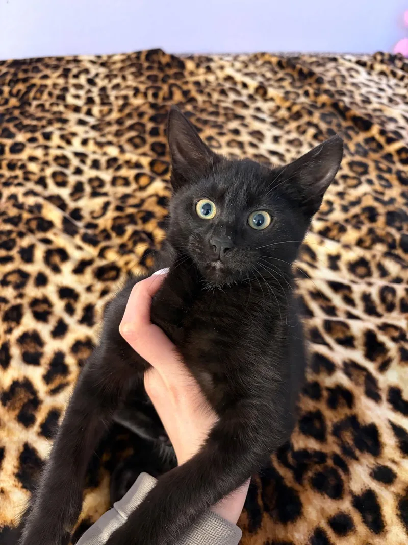 A baby small-sized male Domestic Short Hair cat named Hambone for adoption in Arlington, TX