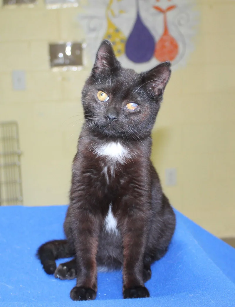 A young medium-sized male Black Domestic Short Hair cat named Twisty for adoption in Prattville, AL