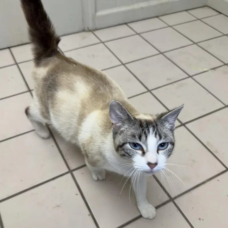An adult large-sized female Cream / Ivory Domestic Short Hair cat named Brooke for adoption in Pasadena , MD