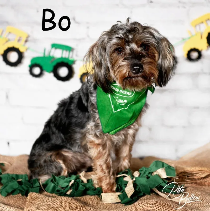 Bo thumbnail 3