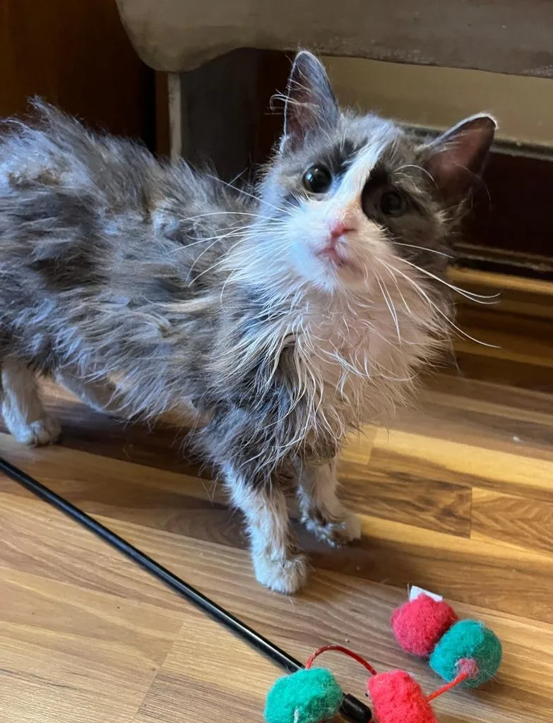 A baby medium-sized female Domestic Long Hair cat named Sissy for adoption in Fond Du Lac, WI