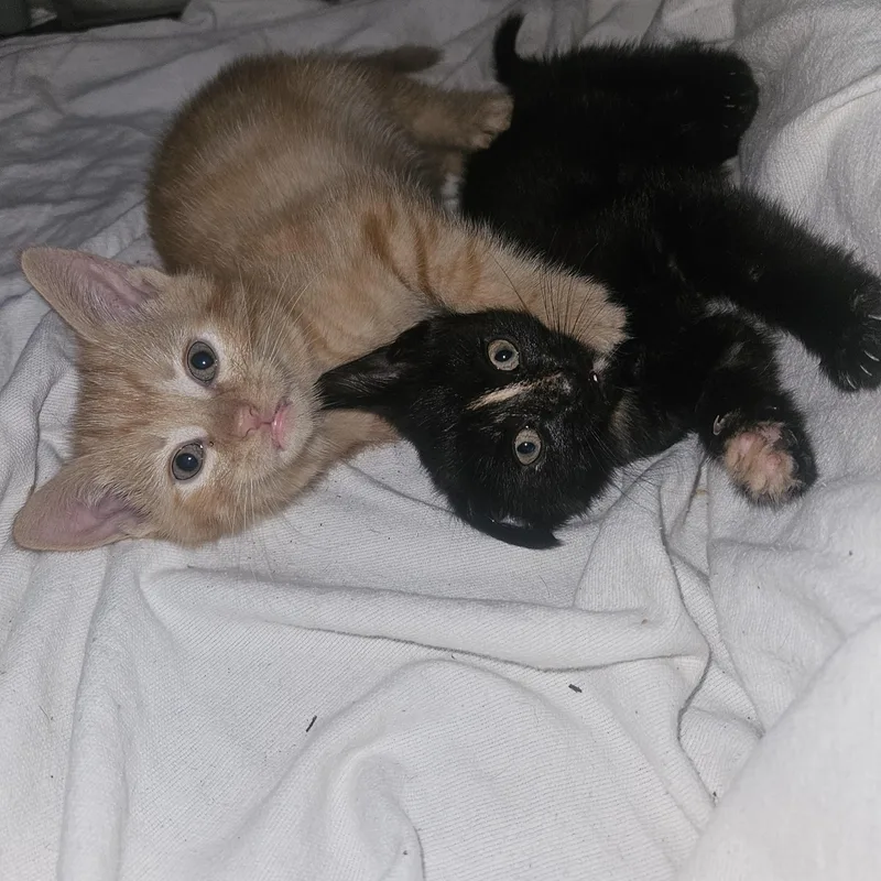 A baby small-sized female Domestic Short Hair cat named Prada for adoption in Claridge, PA
