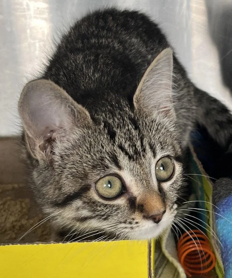 A baby medium-sized female Tabby cat named Possum for adoption in Carrollton, GA