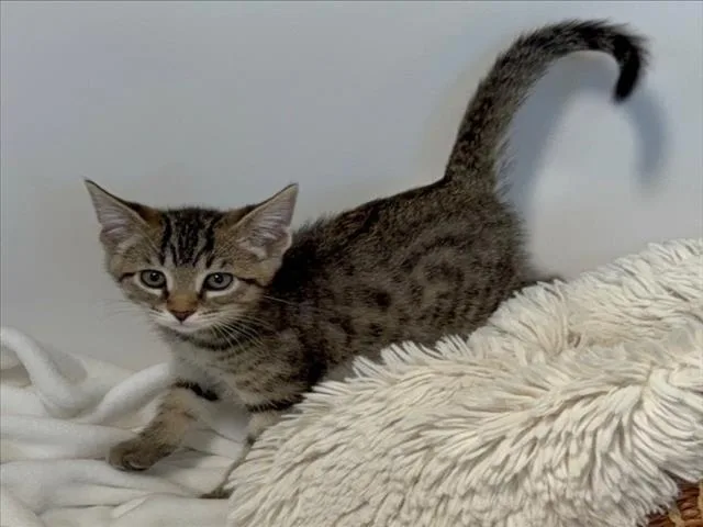 A baby small-sized male Brown / Chocolate Domestic Short Hair cat named William for adoption in Woodland, CA