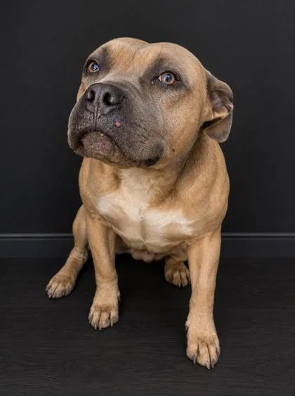 An adult large-sized male Pit Bull Terrier dog named Humphrey for adoption in West Memphis, AR