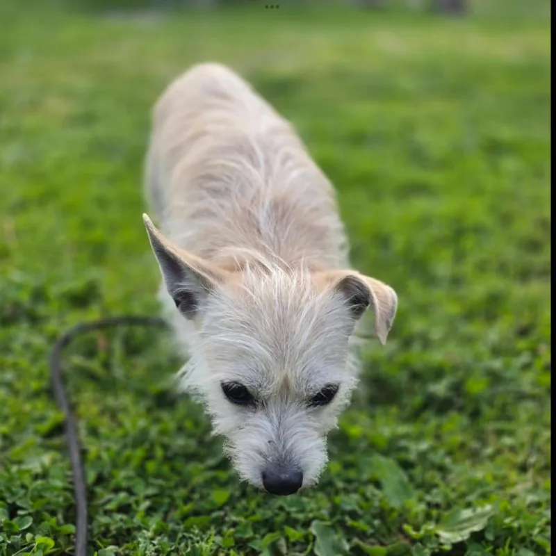 An adult small-sized male White / Cream Chihuahua dog named Chip for adoption in Quakertown, PA