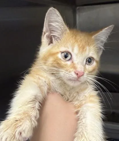 A young small-sized male Domestic Short Hair cat named Thomas Jr. for adoption in Lafayette, IN