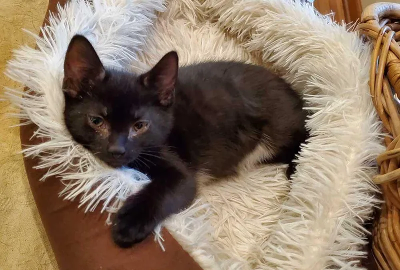 A baby medium-sized male Black & White / Tuxedo Domestic Short Hair cat named Chris Redfield for adoption in North Brunswick, NJ
