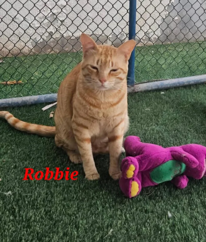 A young medium-sized male Domestic Short Hair cat named Robbie for adoption in Tampa, FL