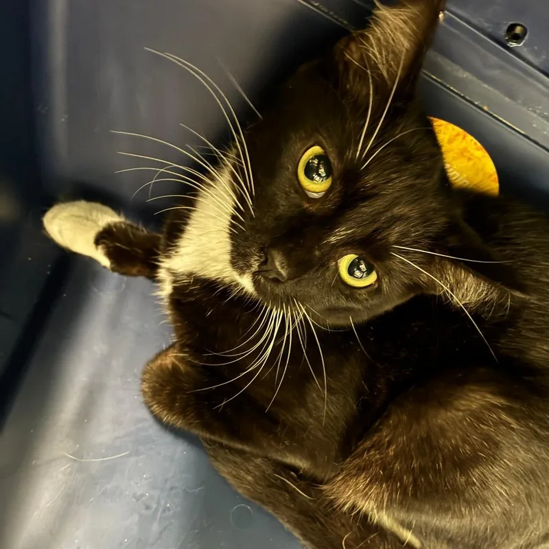 A young medium-sized female Black Domestic Short Hair cat named Angel for adoption in Oak Park, IL