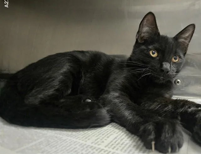 A young small-sized male Domestic Short Hair cat named Zoro for adoption in Olivette, MO