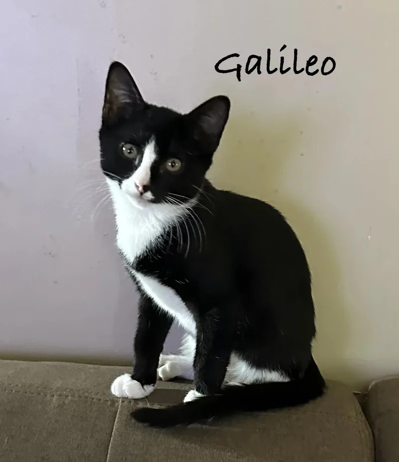A young medium-sized male Domestic Short Hair cat named Galileo for adoption in Maple Shade, NJ