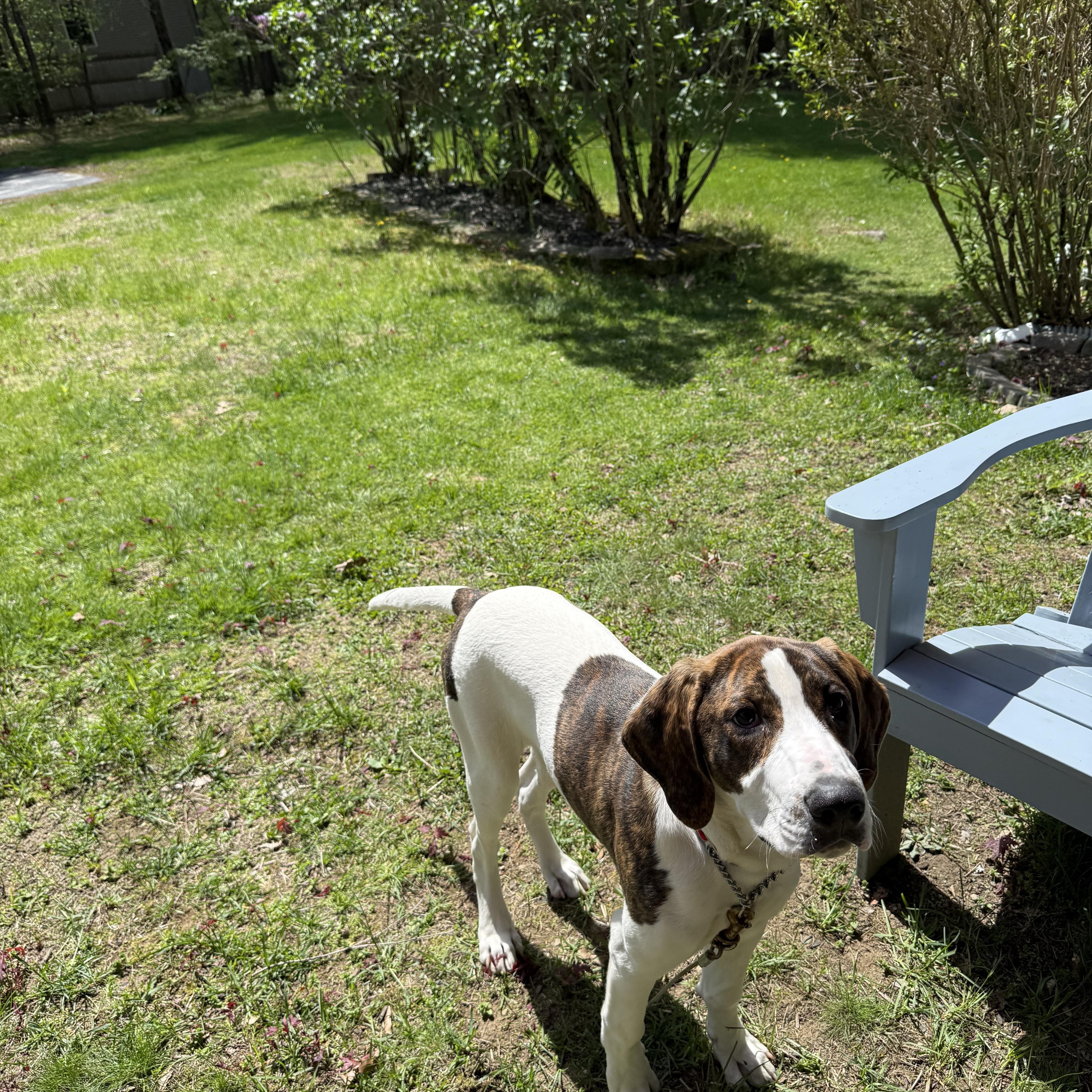 A baby large-sized male White / Cream Hound dog named Tobey for adoption in Douglas, MA