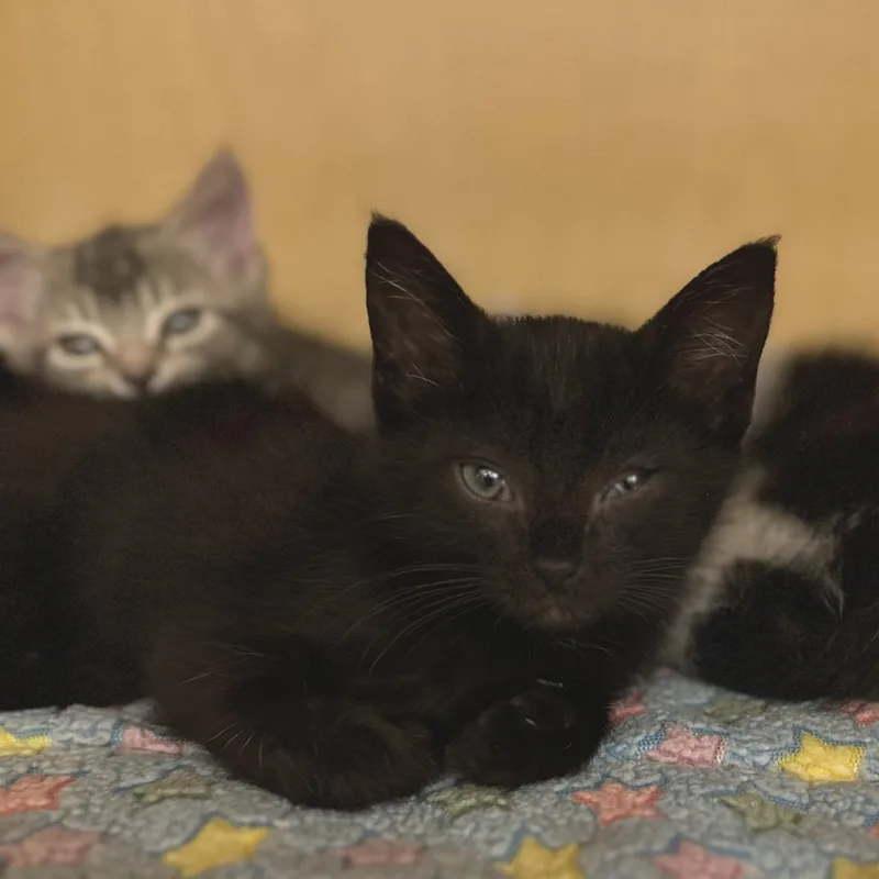 A baby small-sized male Black Domestic Short Hair cat named Demeowter for adoption in Washington Township, OH
