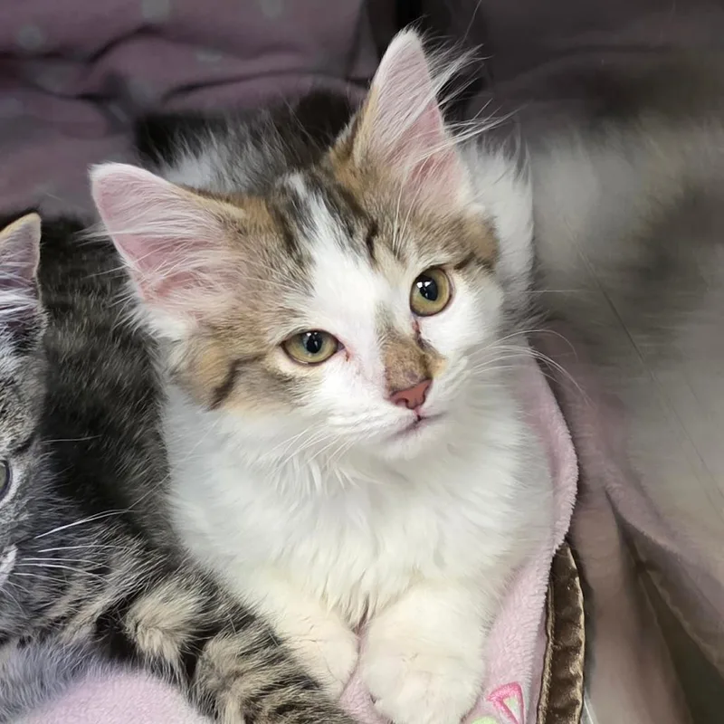 A baby small-sized female White Domestic Medium Hair cat named Lavender for adoption in Newport News, VA