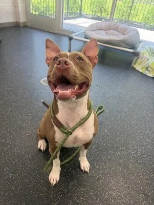 An adult large-sized female Mixed Breed dog named Cookie for adoption in Scotia, NY