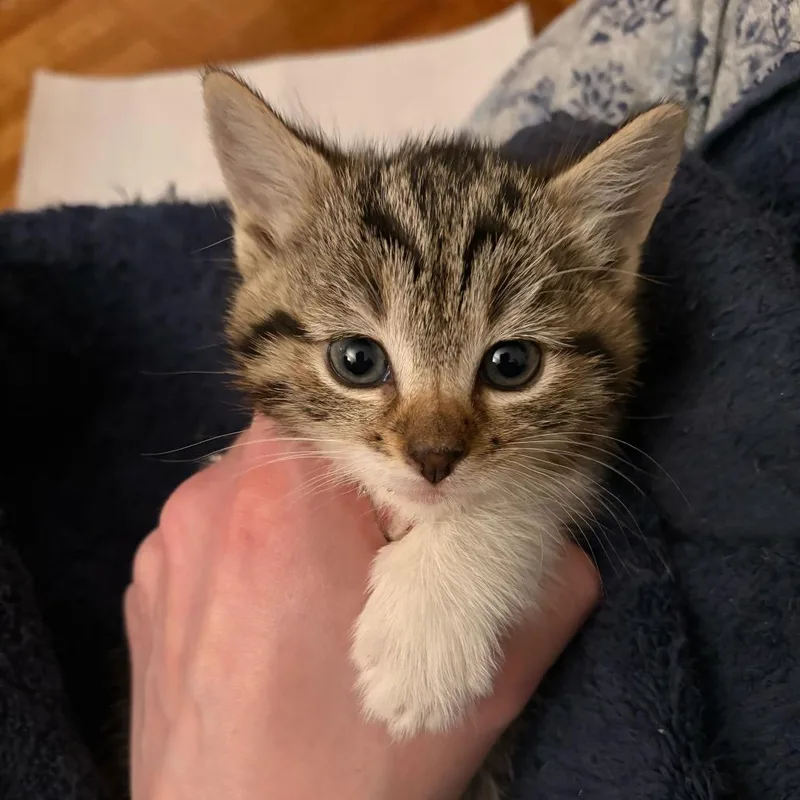 A baby small-sized female Brown / Chocolate Domestic Short Hair cat named Husky for adoption in New York, NY