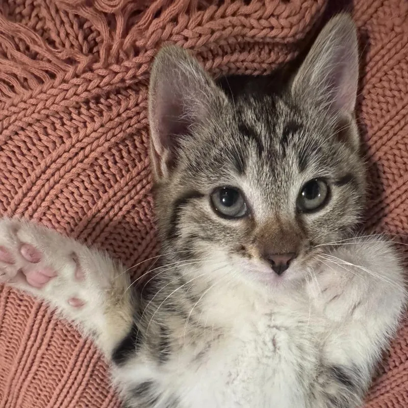 Husky thumbnail 2