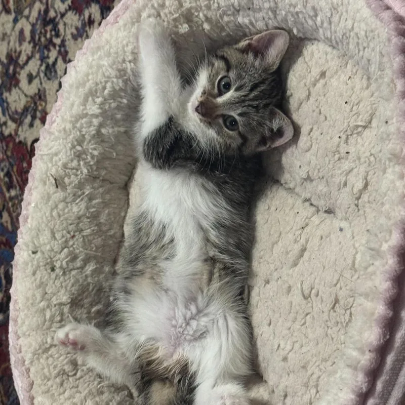 Husky thumbnail 3