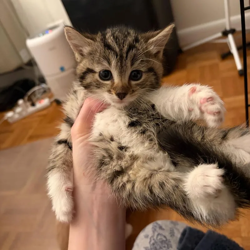 Husky thumbnail 5