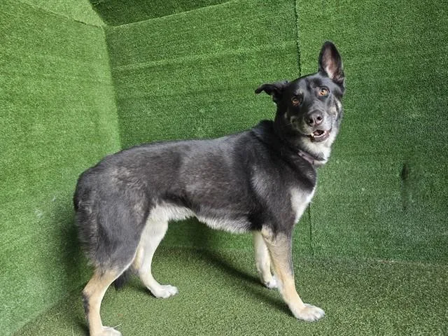 An adult medium-sized male German Shepherd Dog dog named Kevin for adoption in Lancaster, CA