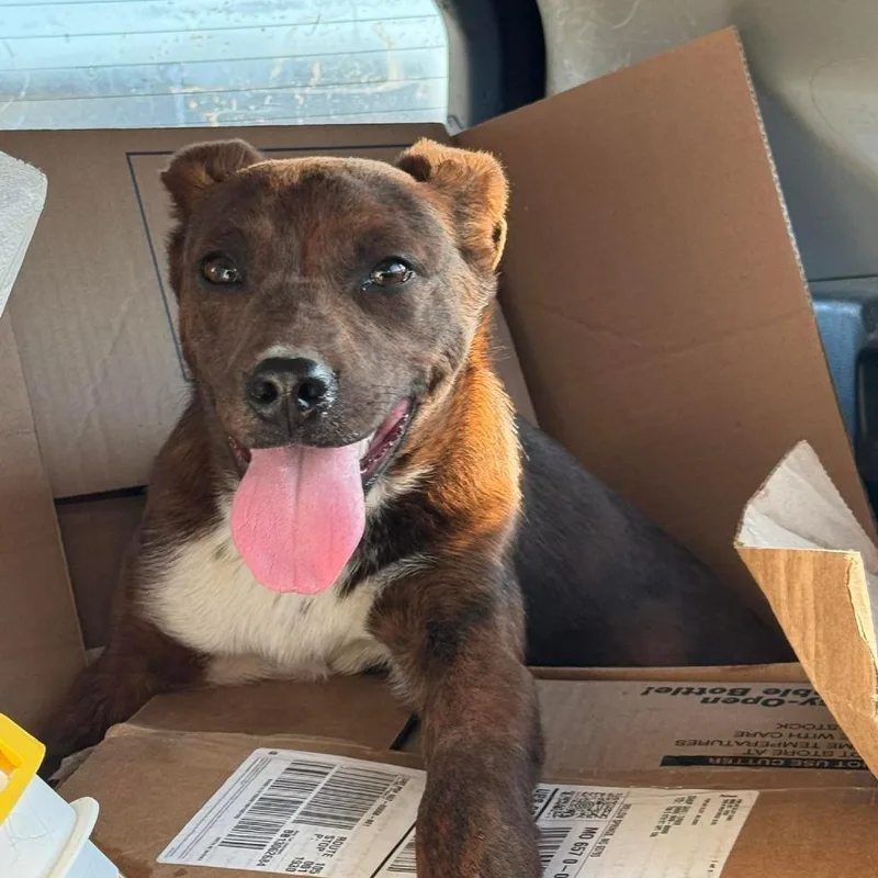 A young medium-sized male Mixed Breed dog named Henry for adoption in Madison, WI
