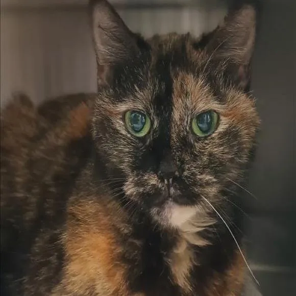 Truffles thumbnail 2