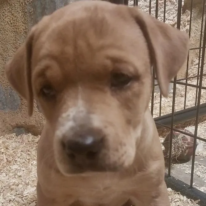 A baby small-sized female Labrador Retriever dog named Hershey for adoption in Kim, CO