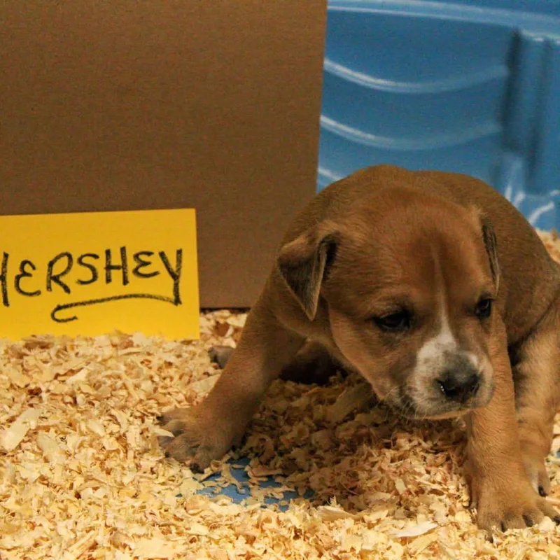 Hershey thumbnail 2
