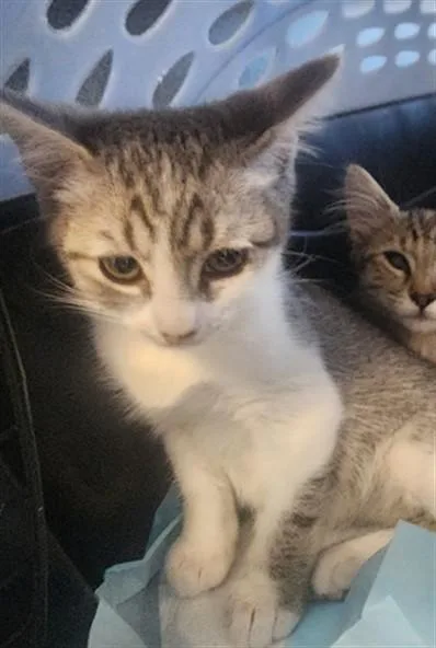 A baby small-sized male Domestic Short Hair cat named Penne for adoption in Los Angeles, CA