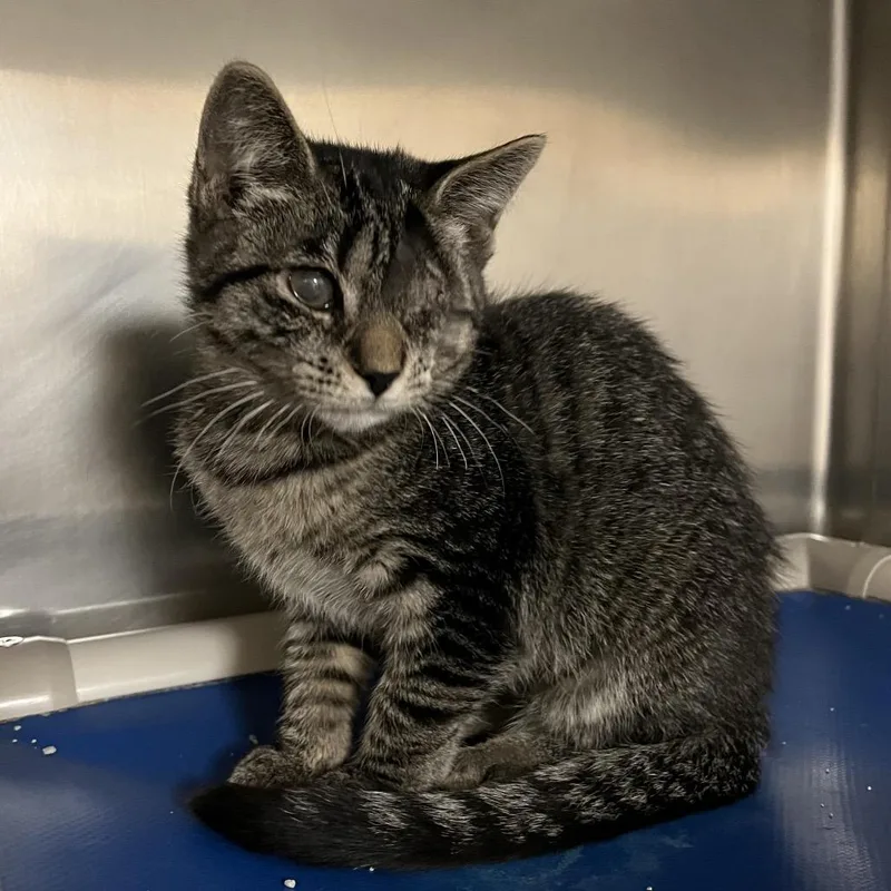 A baby small-sized female Brown / Chocolate Domestic Short Hair cat named Bunny for adoption in York, PA