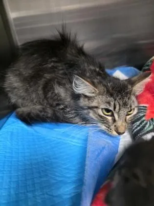 An adult large-sized female Domestic Medium Hair cat named Suit for adoption in Houston, TX