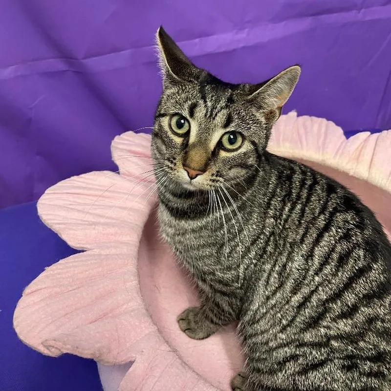 A young medium-sized female Gray / Blue / Silver Domestic Short Hair cat named Reba for adoption in North Myrtle Beach, SC