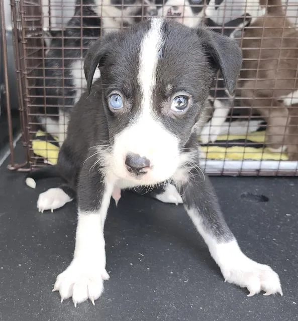 A baby small-sized male American Staffordshire Terrier dog named Baldur for adoption in San Antonio, TX