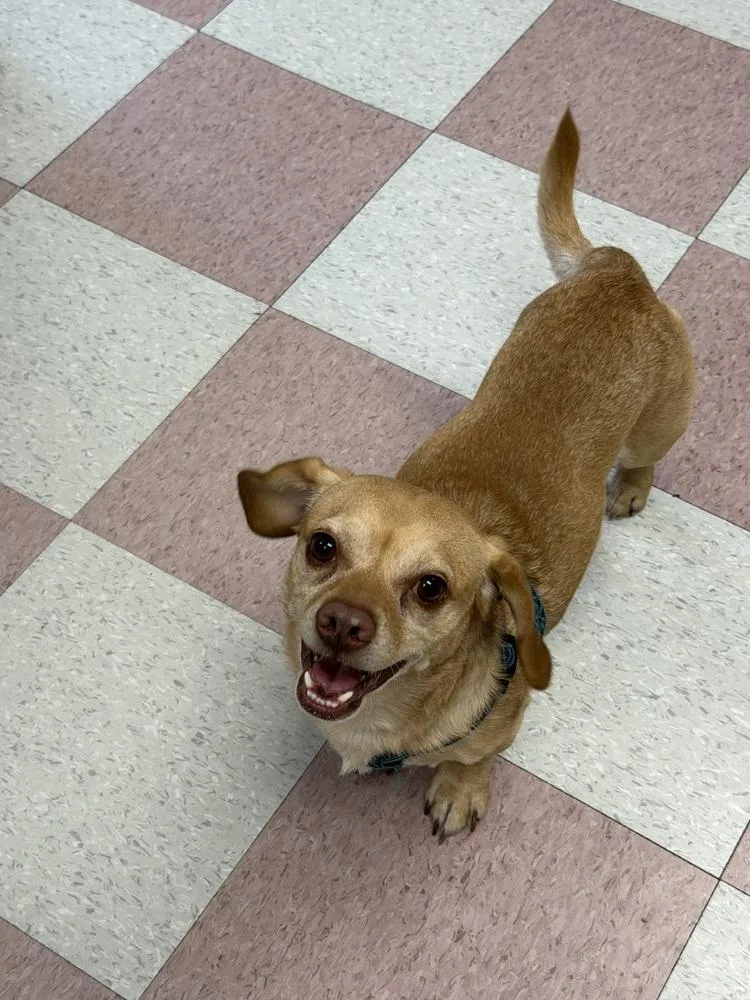 Harley thumbnail 2