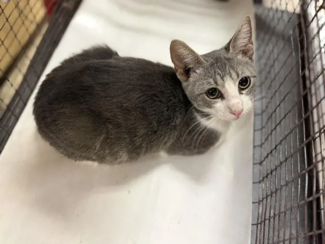 A young small-sized female Domestic Short Hair cat named Gladis for adoption in Miami, FL