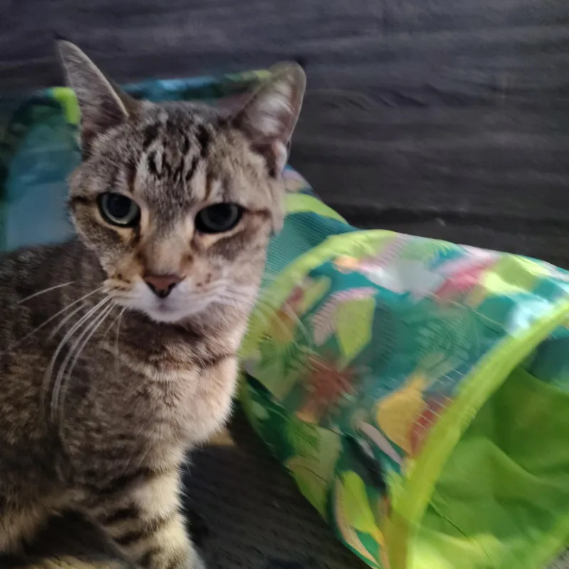 A senior medium-sized female Tabby (Buff / Tan / Fawn) Domestic Short Hair cat named Ms Crabs for adoption in Mayfield, NY